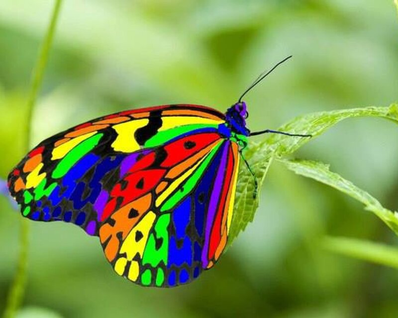 Rainbow Butterfly