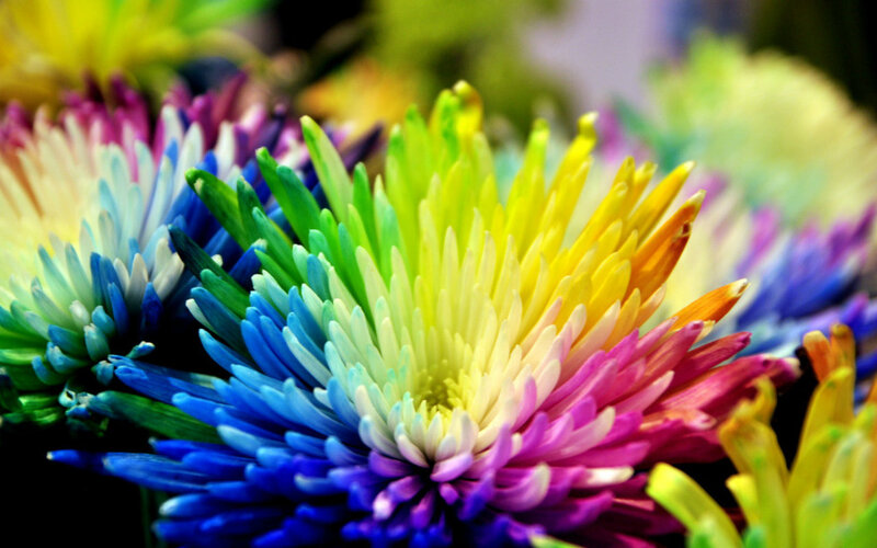 Rainbow Chrysanthemum — Blue