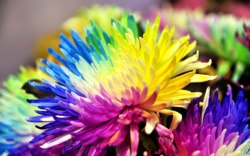 Rainbow Chrysanthemum — Yellow