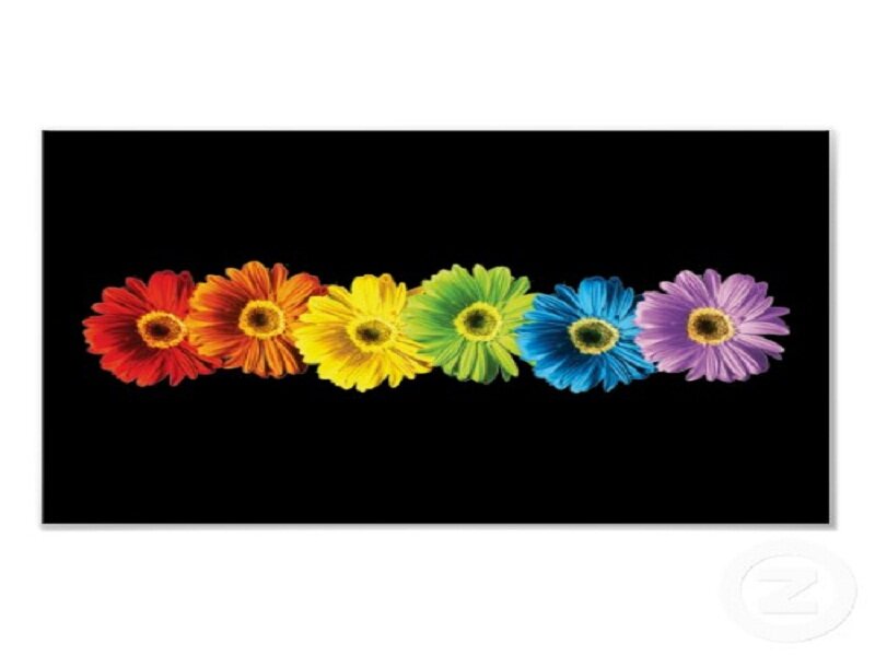 Rainbow-colored Daisies