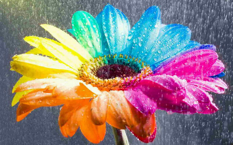 Rainbow-colored Daisy Flower