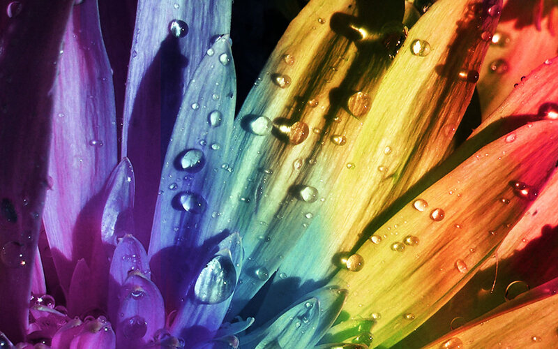 Rainbow-colored Flower Petals