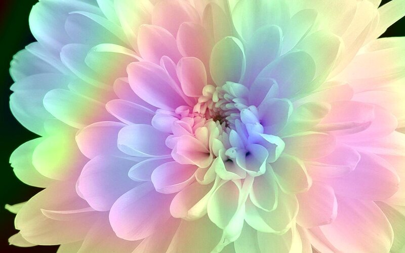 Rainbow-colored Flower — Pink