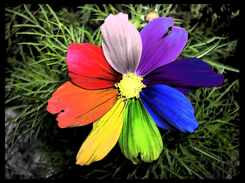 Rainbow-colored Flower — Red