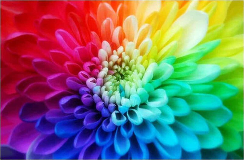 Rainbow-colored Flower