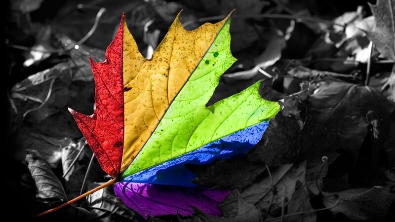Rainbow-colored Maple Leaf — Dramatic