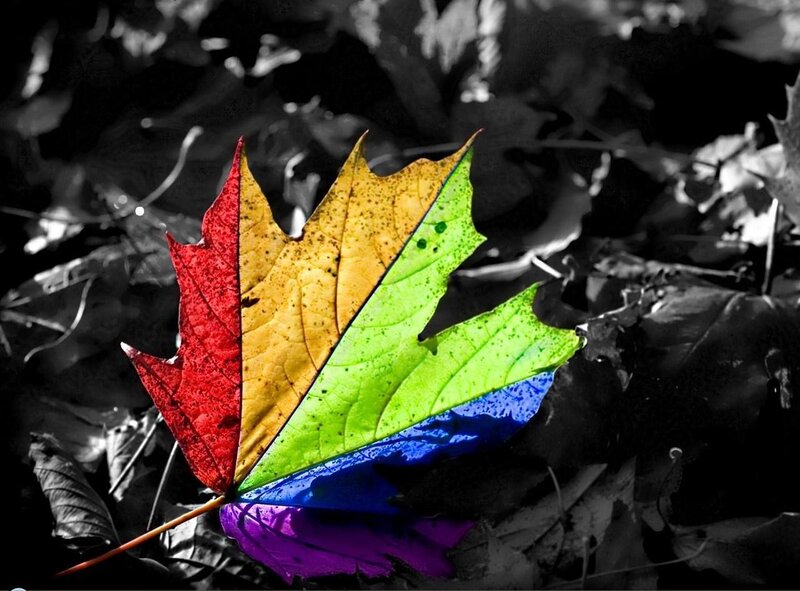 Rainbow-colored Maple Leaf — Fallen Leaves