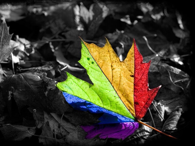 Rainbow-colored Maple Leaf — Green
