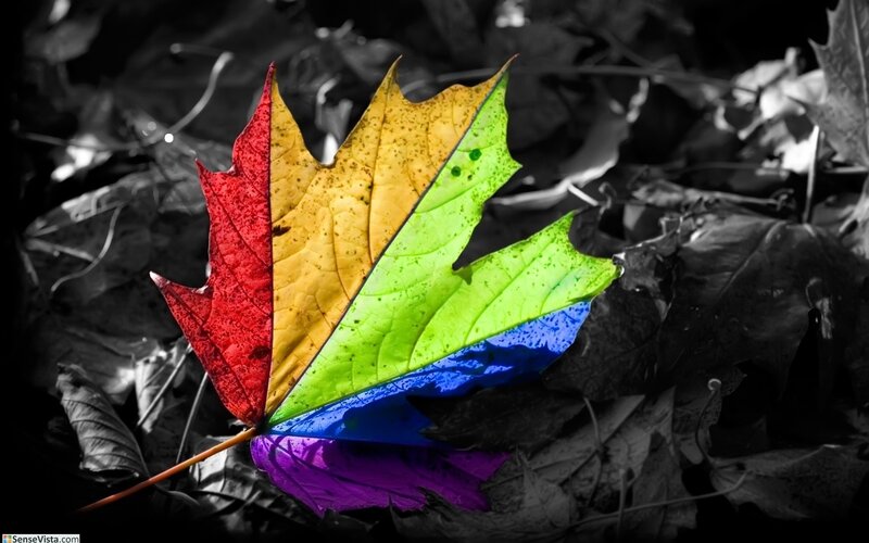 Rainbow-colored Maple Leaf — Red, Dramatic, Autumn, Photograph, Fallen Leaves, Colorful