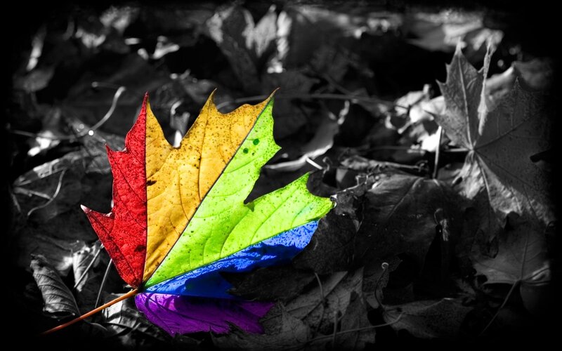 Rainbow-colored Maple Leaf — Red, Dramatic, Autumn, Photograph, Fallen Leaves, Forest Floor