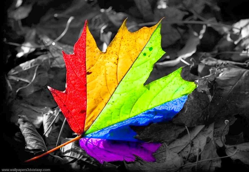 Rainbow-colored Maple Leaf — Red, Dramatic, Autumn, Photograph, Fallen Leaves, Yellow