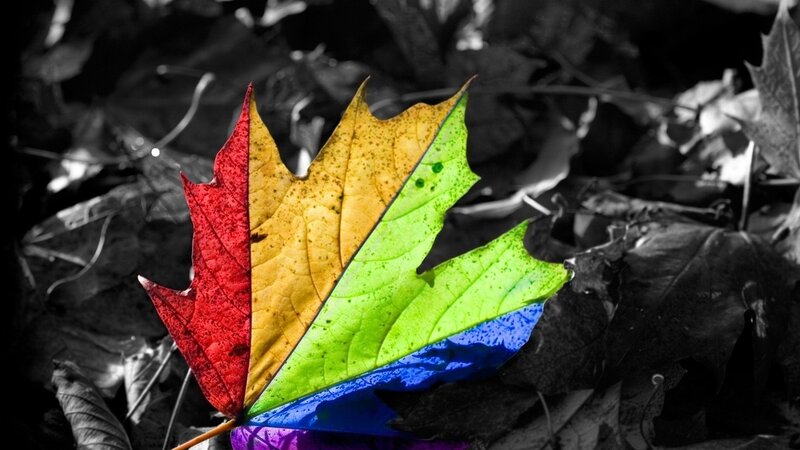 Rainbow-colored Maple Leaf — Red, Dramatic, Autumn, Photograph, Forest Floor