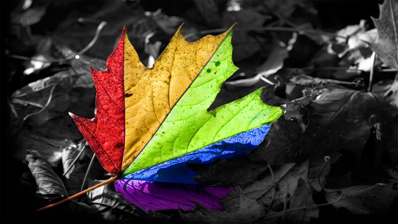 Rainbow-colored Maple Leaf — Red, Dramatic, Autumn