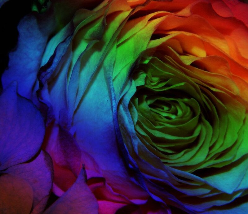 Rainbow-colored Rose — Green