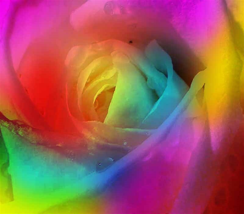 Rainbow-colored Rose — Red