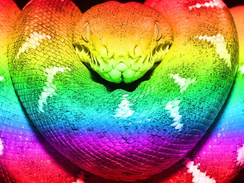 Rainbow-colored snake coiled