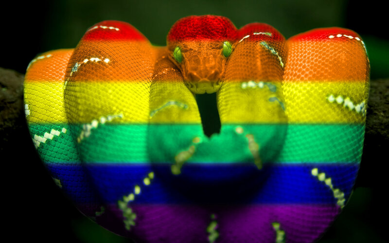 Rainbow-colored Snake