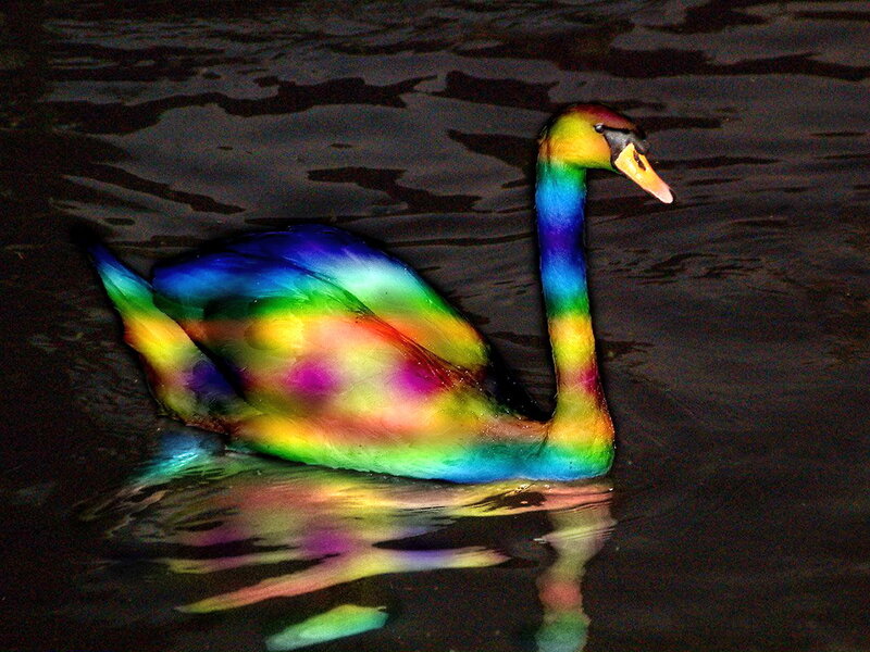 Rainbow-colored Swan — Rainbow