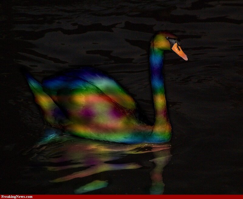 rainbow-colored swan