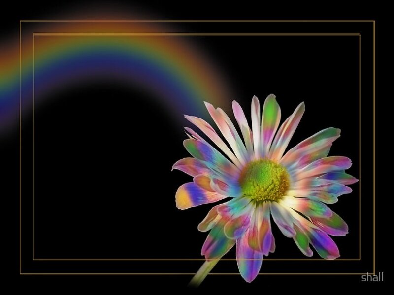 Rainbow Daisy Flower — Black