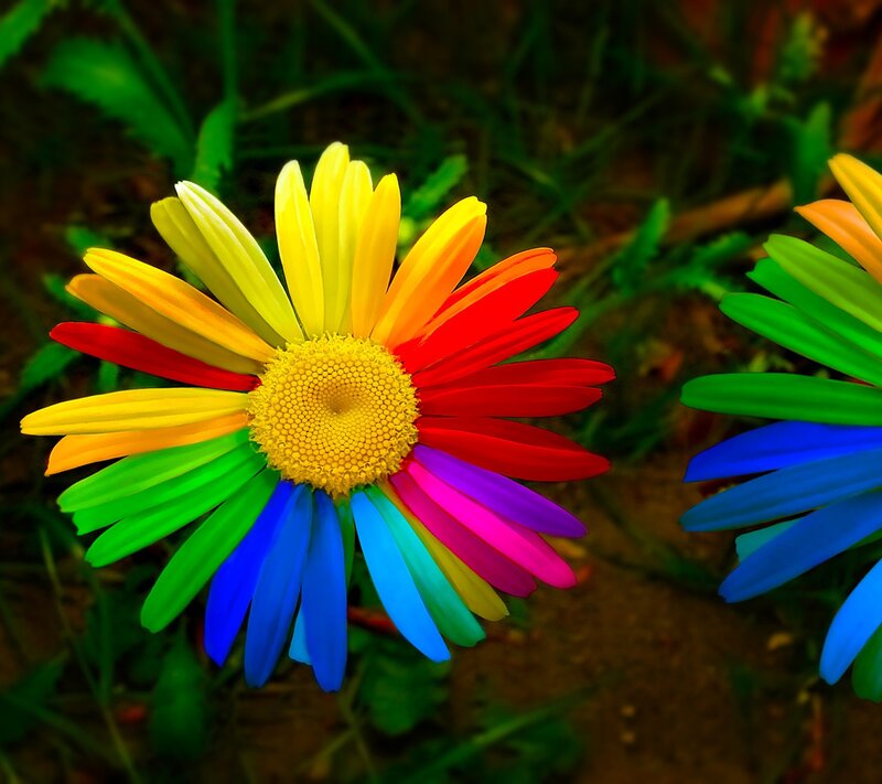 Rainbow Daisy Flower