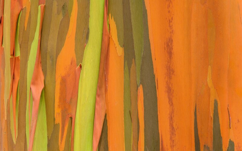 Rainbow Eucalyptus Bark