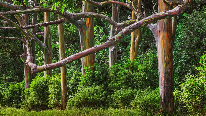 Rainbow Eucalyptus Trees — Green