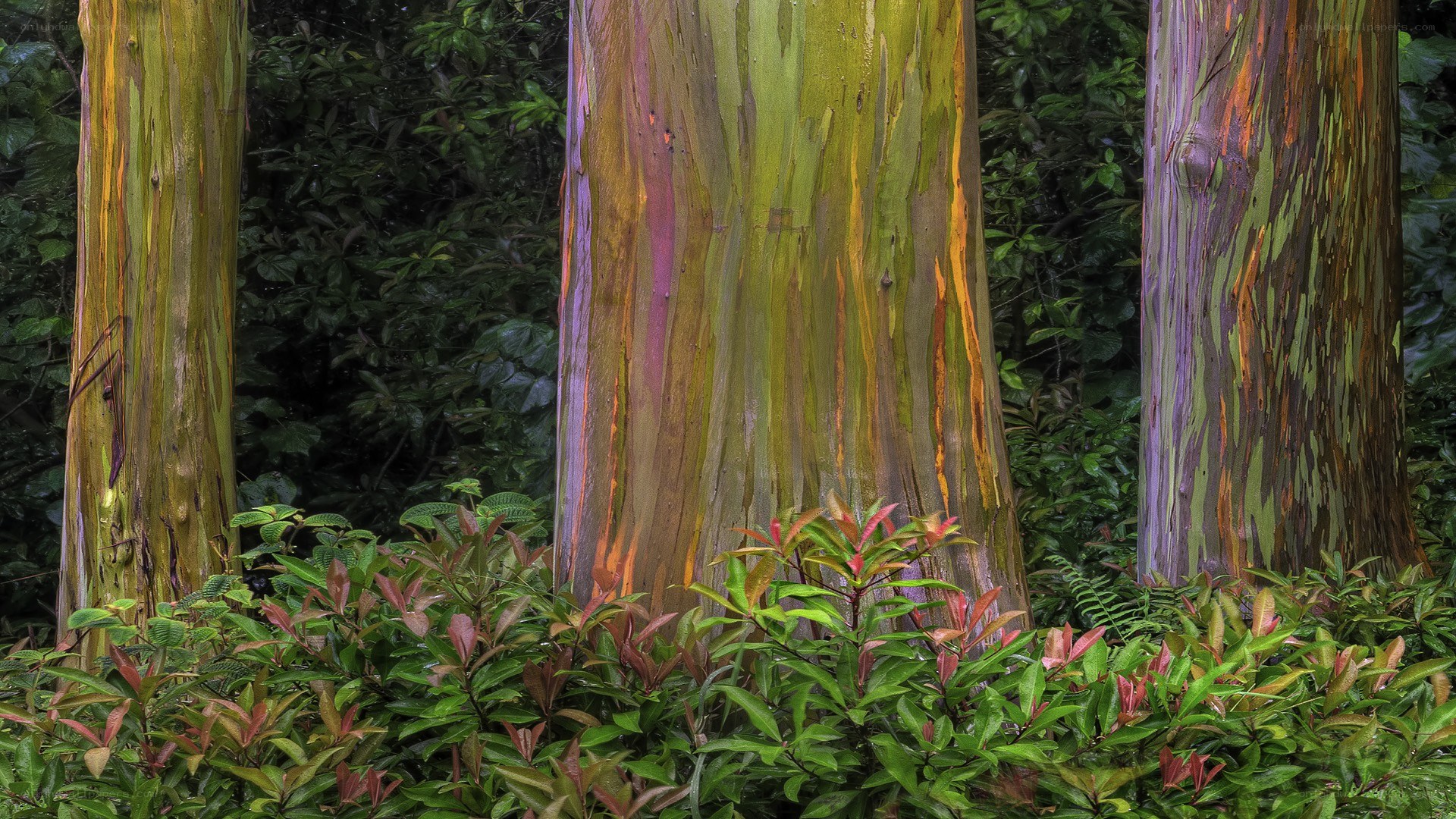 Rainbow eucalyptus trees in forest