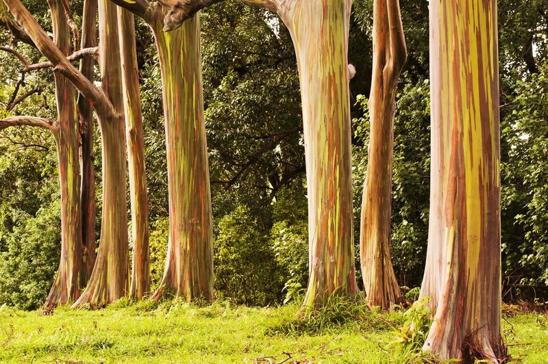 Rainbow Eucalyptus Trees