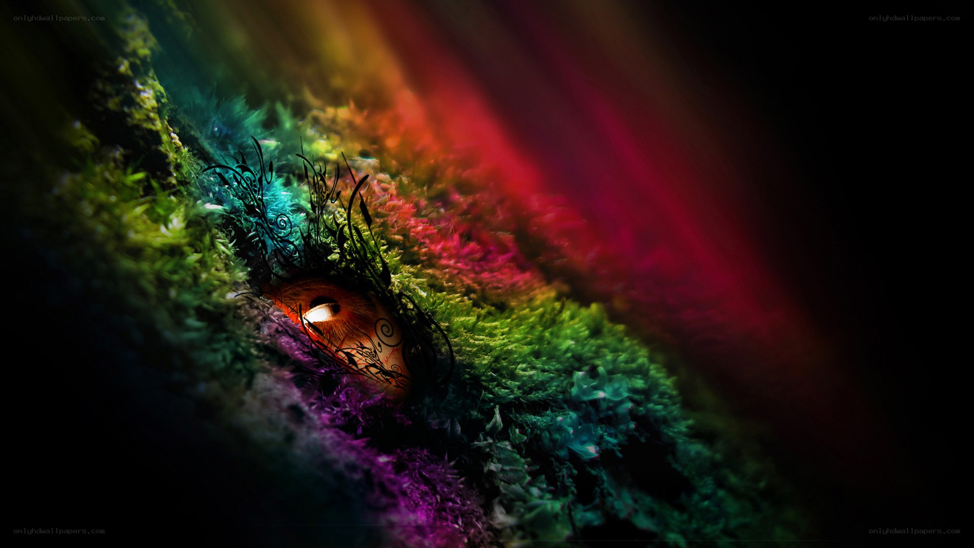 rainbow eye in moss