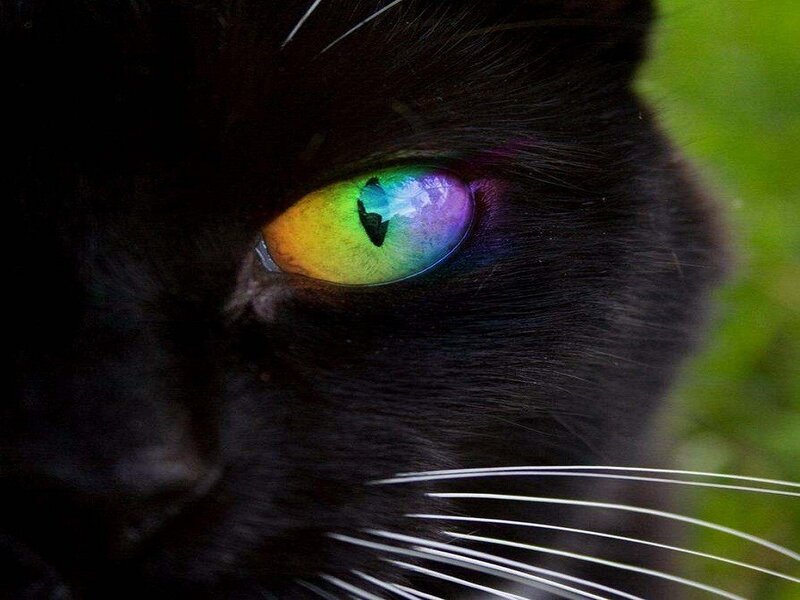 rainbow-eyed black cat