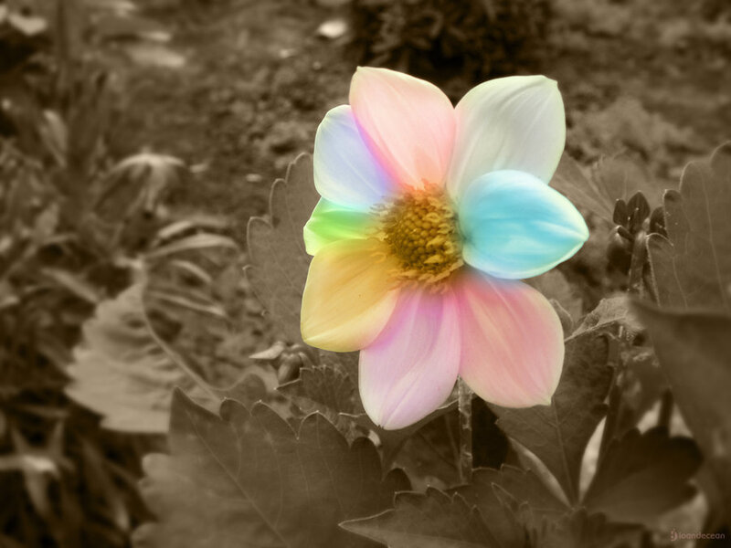 Rainbow Flower in Garden