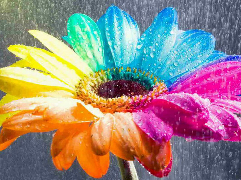 Rainbow Flower in Rain