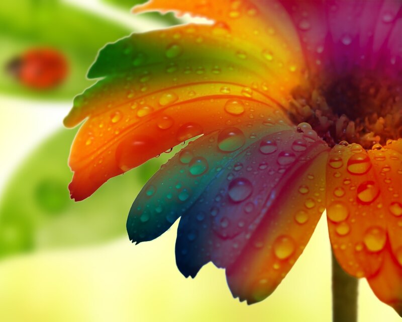 Rainbow Flower Petal