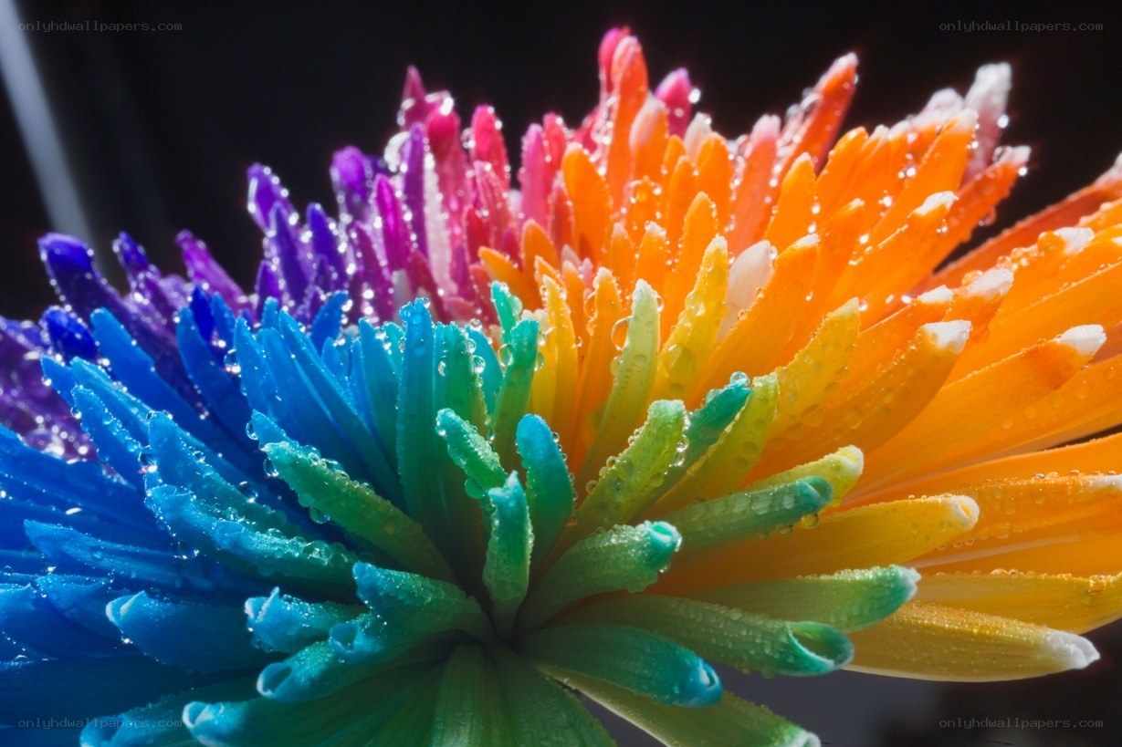 Rainbow flower with water droplets