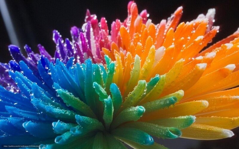 Rainbow Flower with Water Droplets — Blue