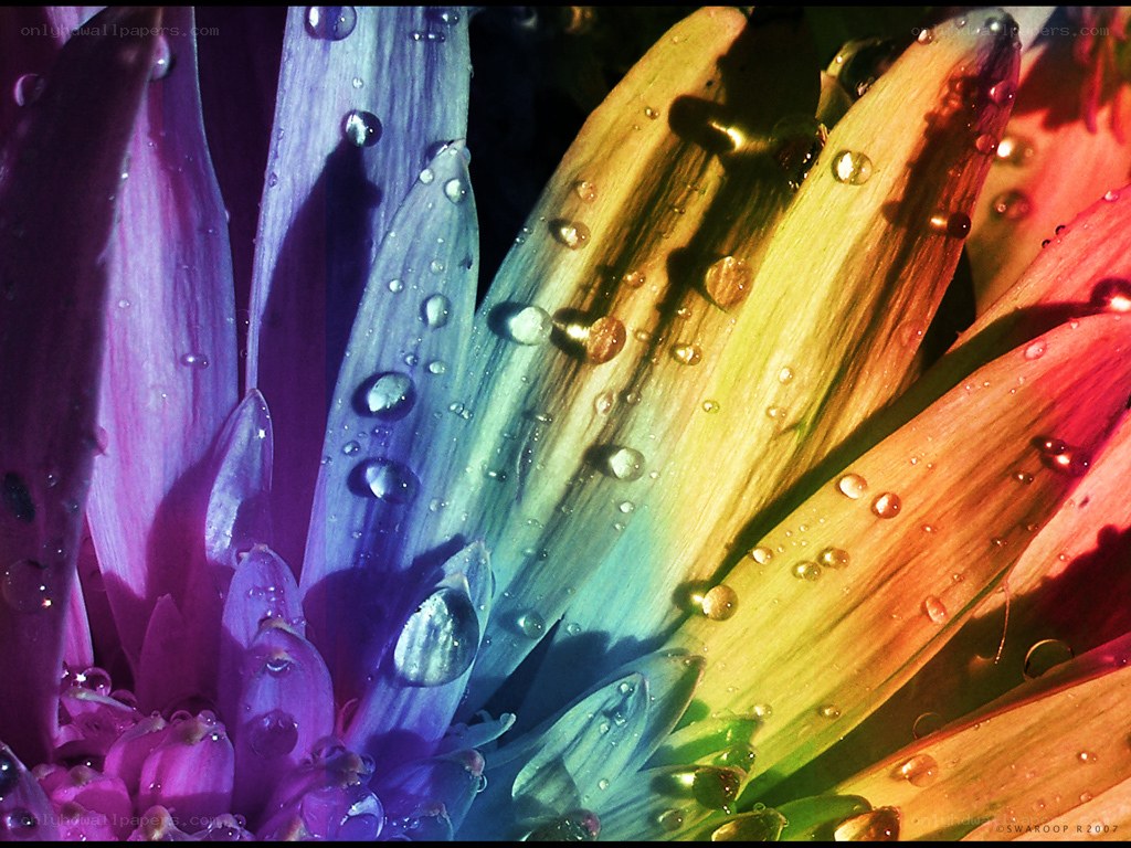 Rainbow flower with water droplets