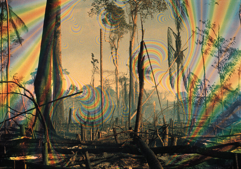 Rainbow forest aftermath