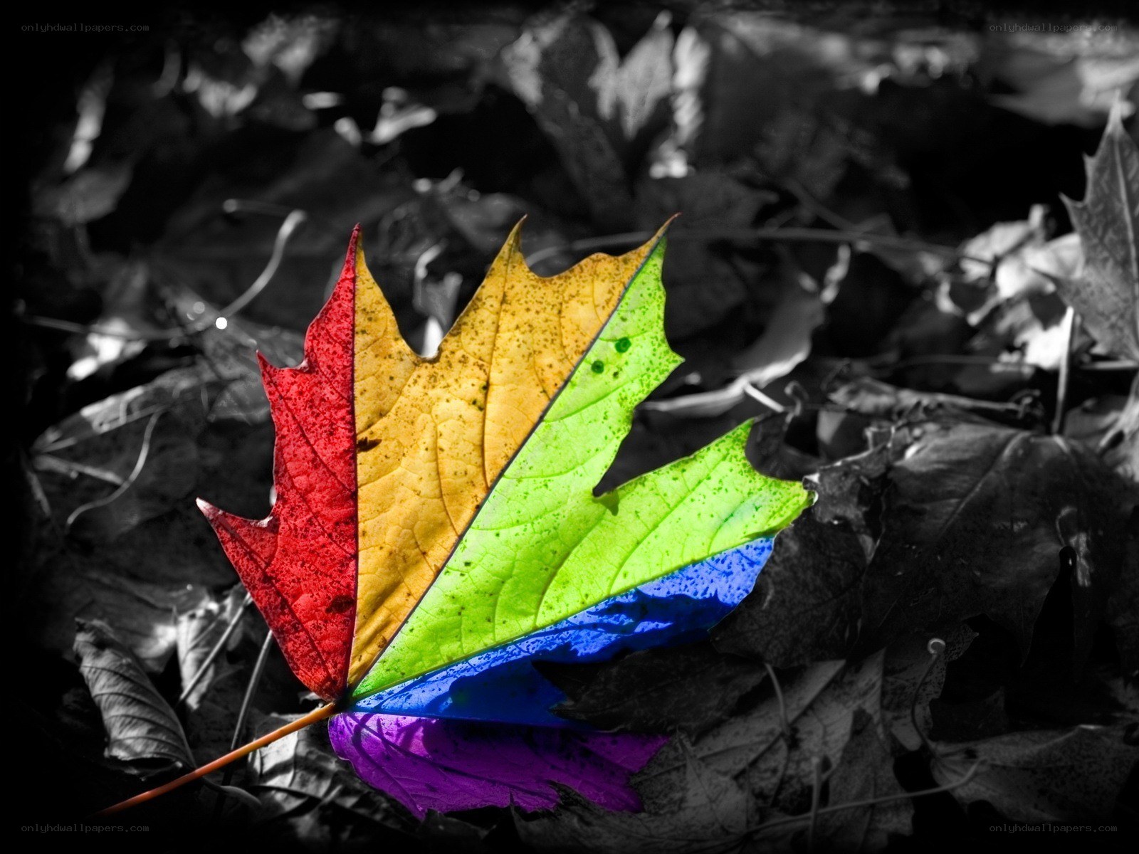 Rainbow leaf on autumn ground
