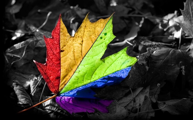 Rainbow leaf on black background