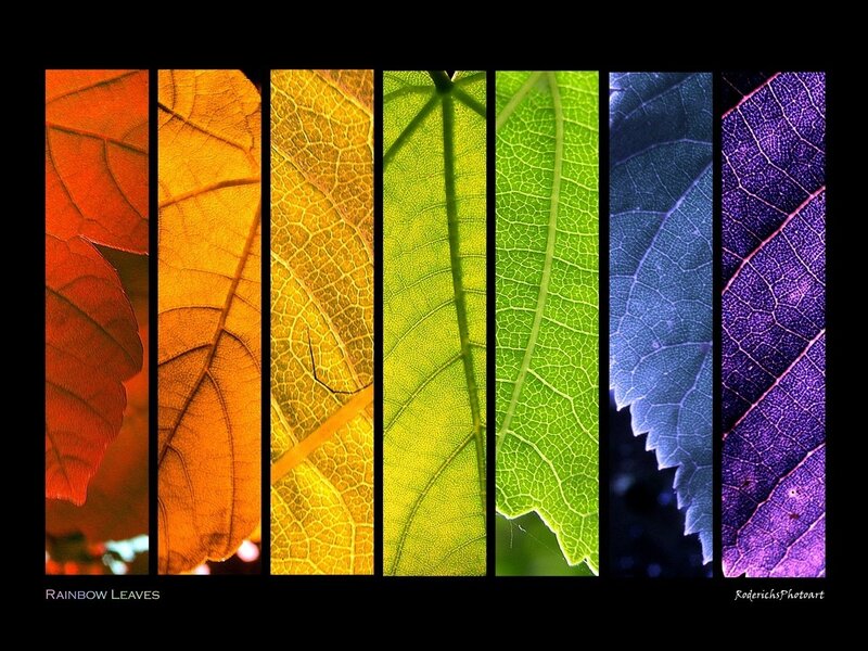 Rainbow Leaves Art