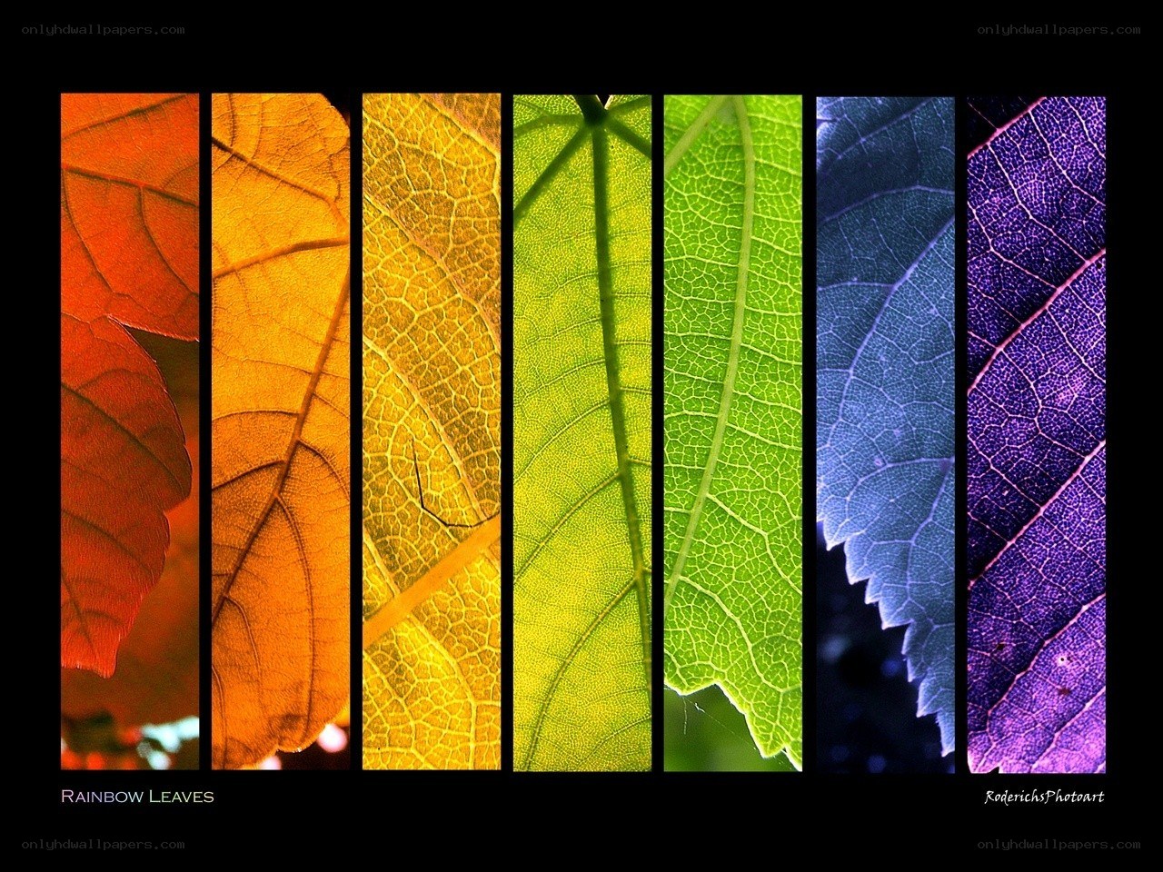 Rainbow Leaves Art