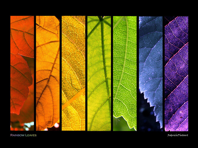 Rainbow Leaves