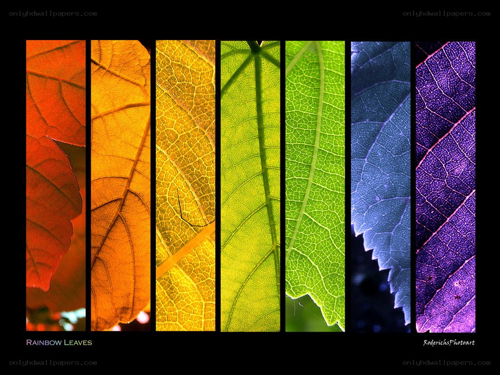 Rainbow Leaves
