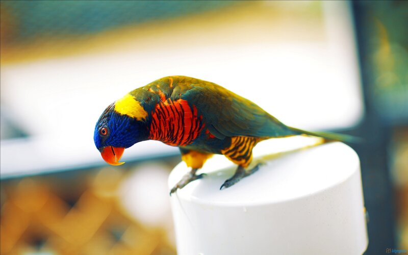 Rainbow Lorikeet Bird — Blue, Calm, Afternoon