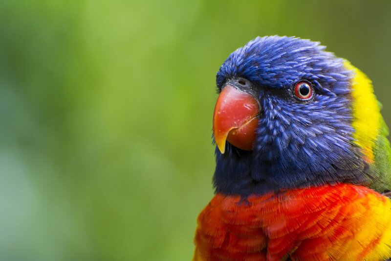 Rainbow Lorikeet Bird — Blue, Calm, Photograph, Green Background