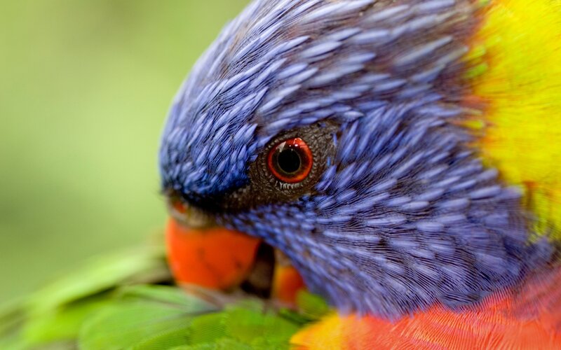 Rainbow Lorikeet Bird — Blue, Calm, Photograph