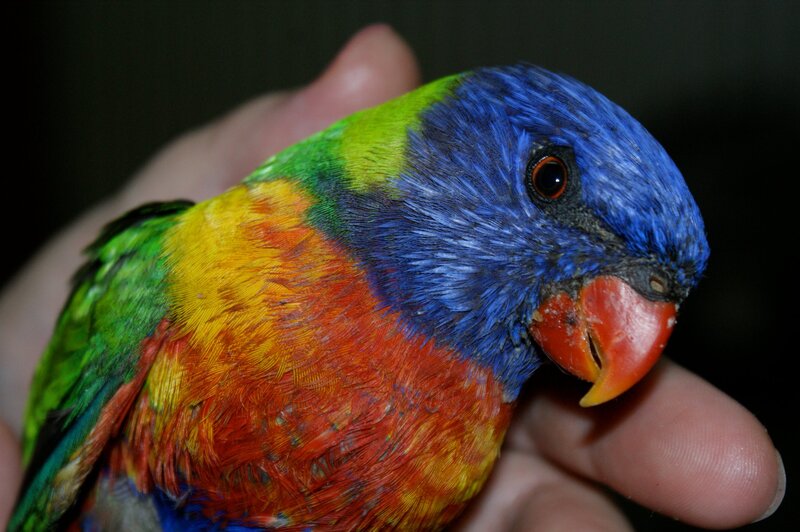 Rainbow Lorikeet Bird — Blue, Calm