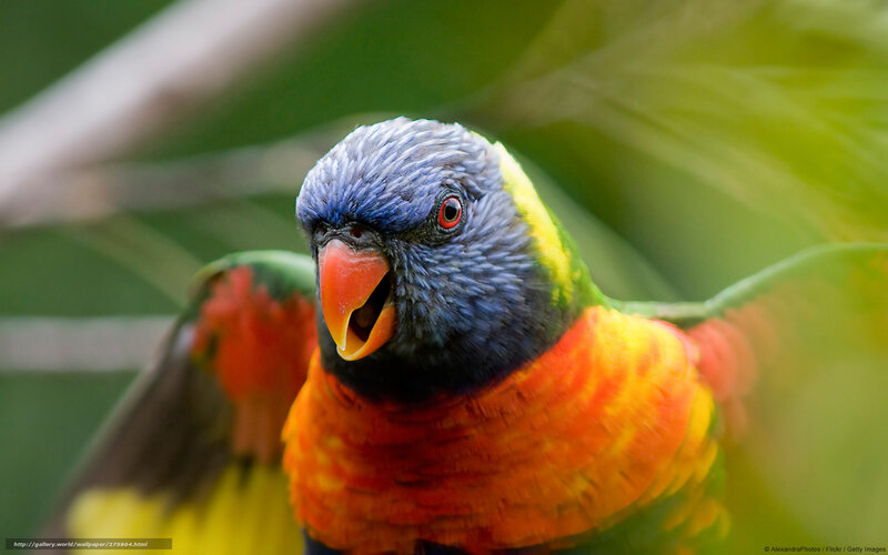 Rainbow Lorikeet Bird — Blue, Natural, Photograph