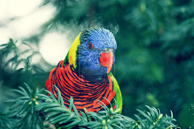Rainbow Lorikeet Bird — Blue, Natural